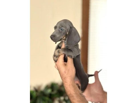 Çiftliğimizden garantili dachshund bebekler