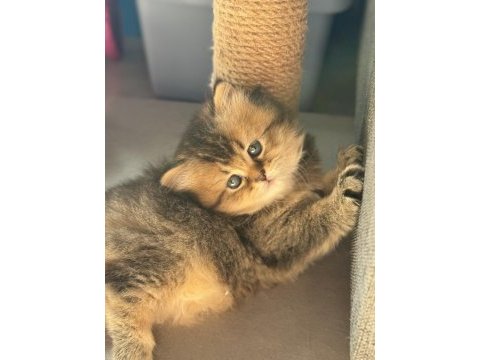 Golden british longhair