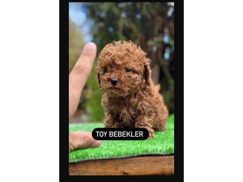 A kalite ırk sağlık garantili toy poodle bebekler