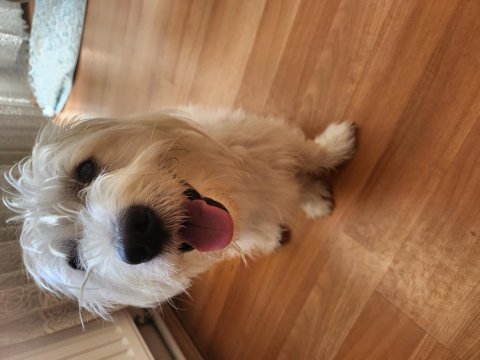 Maltese köpek