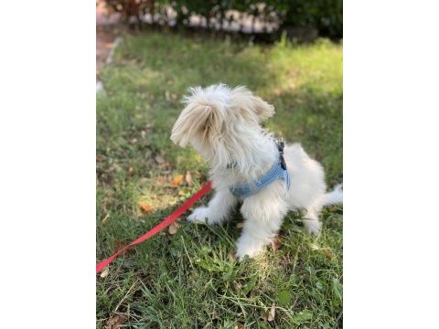 Aşıları tam erkek minik maltipoo yavru