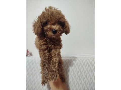 Toy poodle 50 günlük