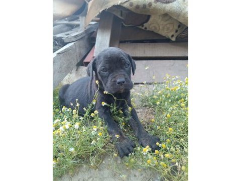 Cane corso a kalite bebekler