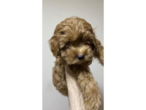 Poodle kıvamında a kalite maltipoo