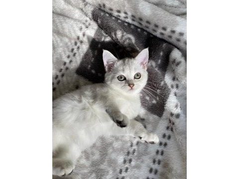 Sliver yavru kedimiz