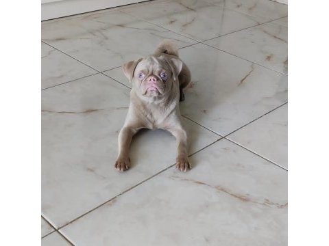Pink pug dişi yavru