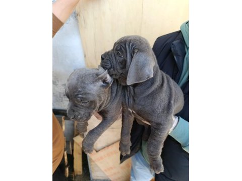 Orjinal blue cane corso italiano