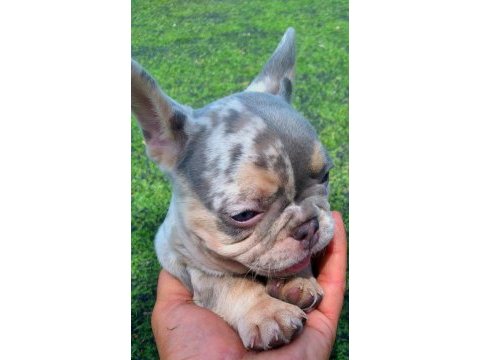 Anatomi harikası egzotik french bulldog