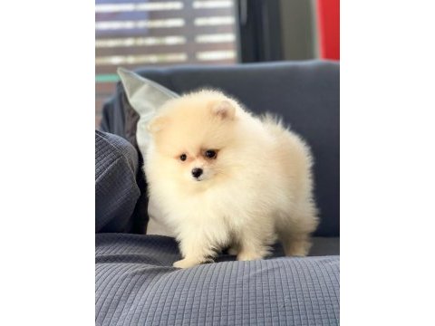 Pomeranian yavruları sizleri bekliyor