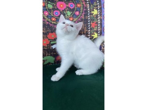 Bembeyaz yavru kedimiz