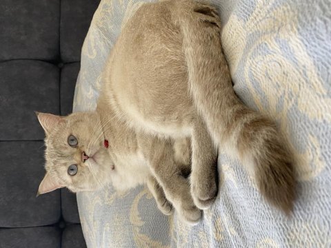 1,5 yaşında british shorthair