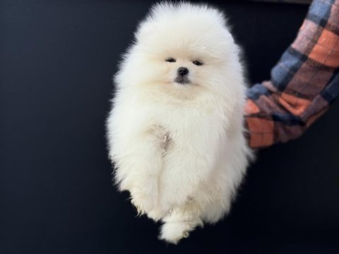 Yarışma düzeyinde sçr li pomeranian petmode den