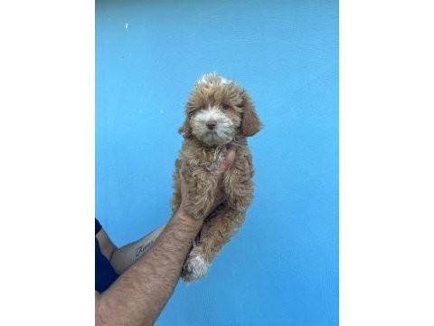 Maltipoo adrese teslim, kapıda ödeme yapabilirsiniz