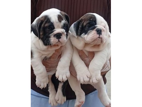 Tombiş bulldog bebekler