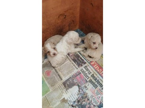 Maltipoo dişi erkek kardeşler