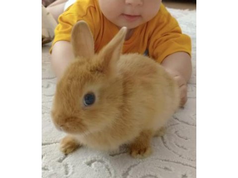 Caramel hollanda cücesi tavşan - netherland dwarf
