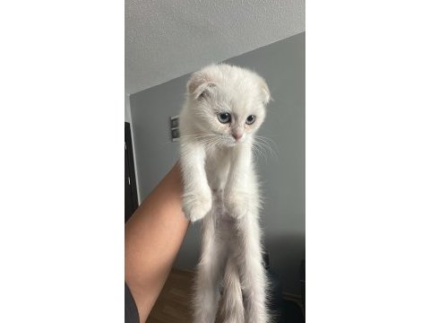 Scotish fold safkan ırk ayı surat yavrular 2 aylık.