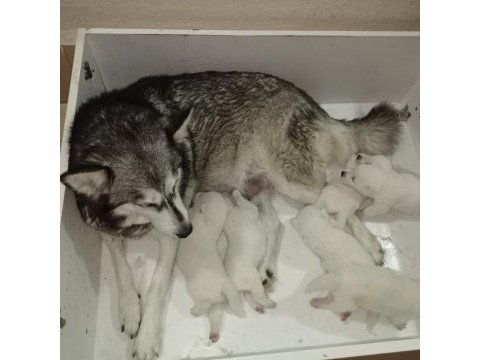 Manken kızımızın süt beyaz erkek husky yavruları