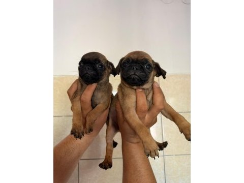 Sağlık ve ırk garantili pug yavrularımız 