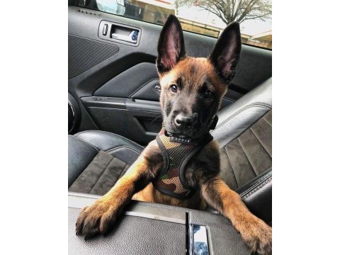 Belçika kurdu köpeği