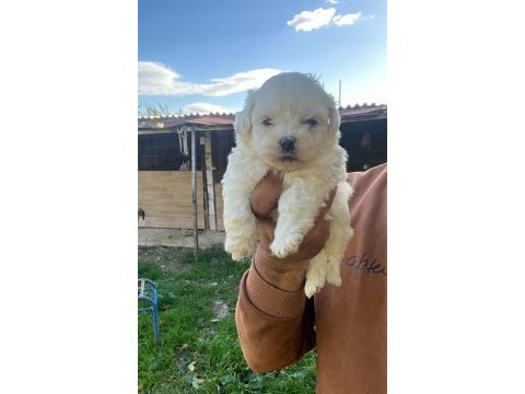 Maltese terrier yavrularımız