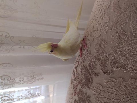 Yeni yuvadan çıkmış bebek sultan papağanları