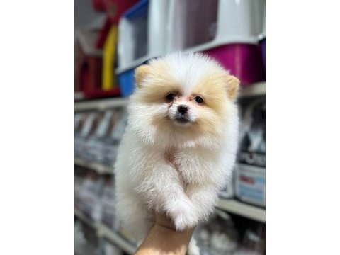 En sevimli pomeranian bebeklerimiz sizlerle
