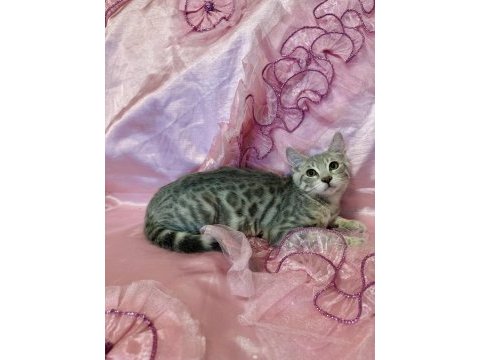 Silver bengal kedisi yavrular
