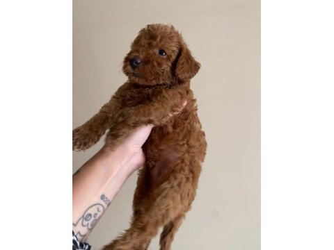 2 aylık safkan toy poodle