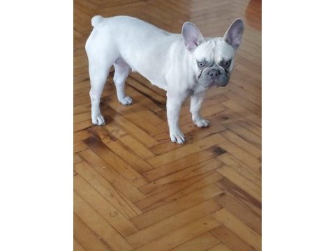 İsabella carrier french bulldog kızımıza sıcak yuva arıyoruz
