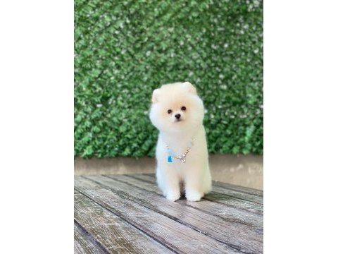 Pomeranian boo yavrular