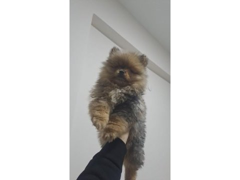 4 aylık akıllı pomeranian