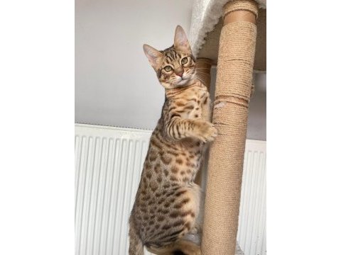 Savannah kedisi erkek 6 aylık
