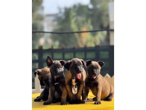 Muhteşem belçika malinois yavrularımız