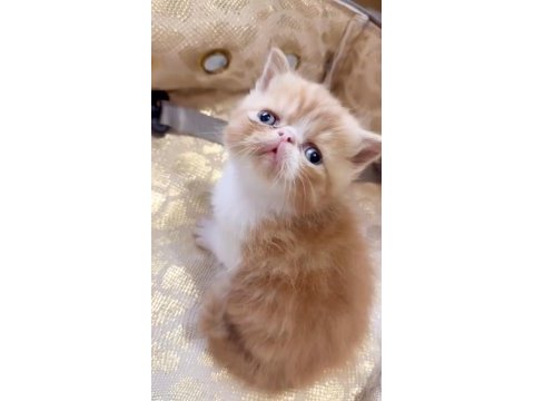 Safkan şecereli exotic shorthair garfıeld yavrum