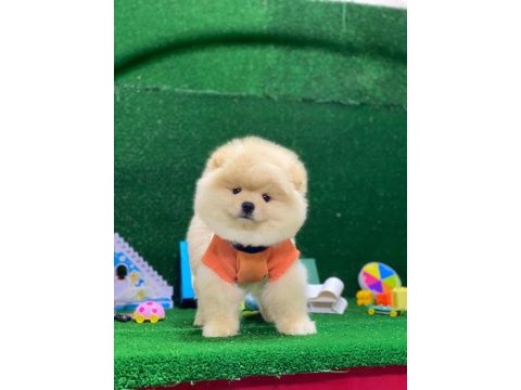 Pomeranian boo yavrularımız