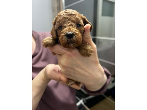 2 erkek 1 dişi poodle