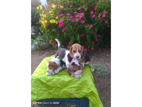 Safkan beagle yavrularımız
