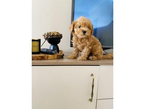 Orjinal mini boy maltipoo süs köpeği