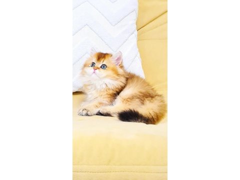 A kalite orjinal british golden longhair dişi yavrum
