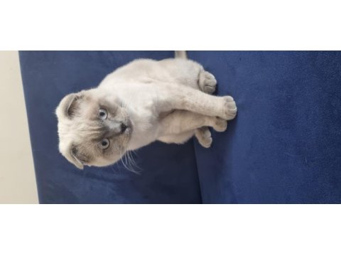Scottish fold erkek, british shorthair dişi
