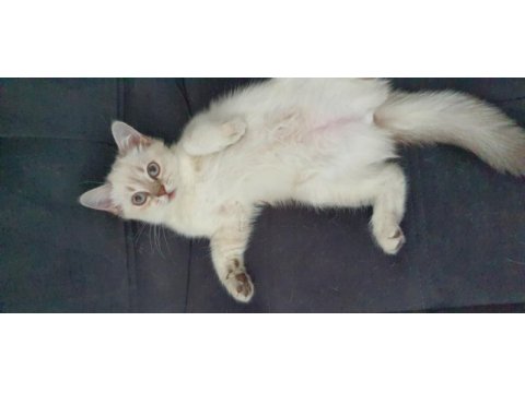 Scottish blue point cinsi 3 aylık dişi