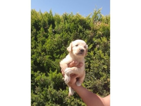 Bebek yüzlü golden retriever yavrular