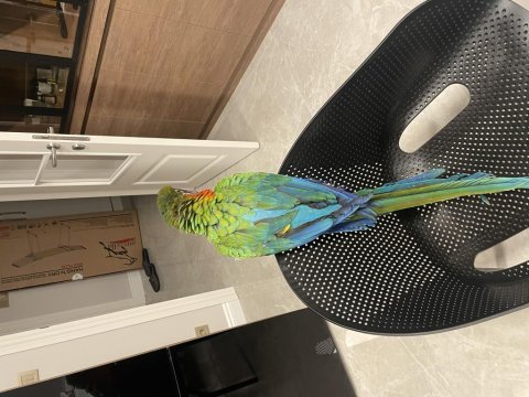 Hybrid macaw 5 aylık el besleme