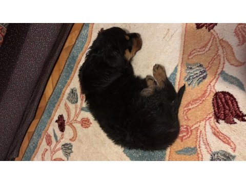 Irk garantili macar rottweiler