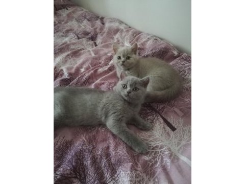 Safkan yavrular british shorthair