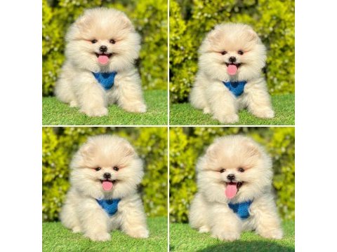 3 aylık pomeranian boo