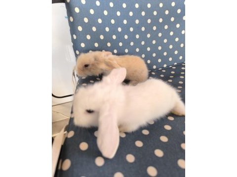 Hollanda teddy lop tavşan yavruları