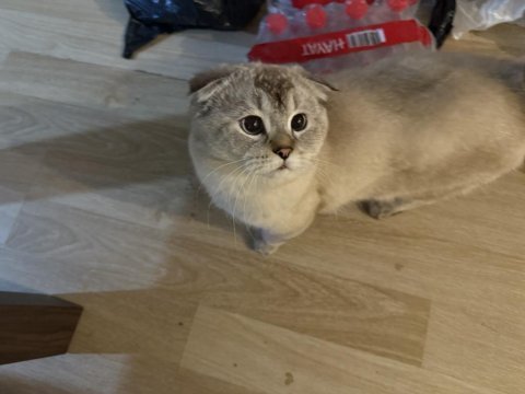Erkek british shorthair ücretsiz sahiplendirme