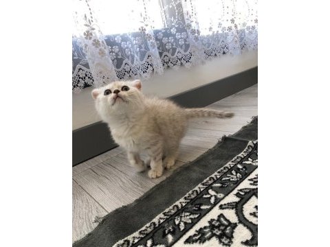 Scottish fold erkek kedimiz